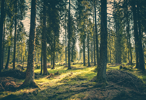Imagen bosque